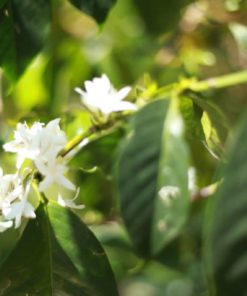 Les produits artisanaux