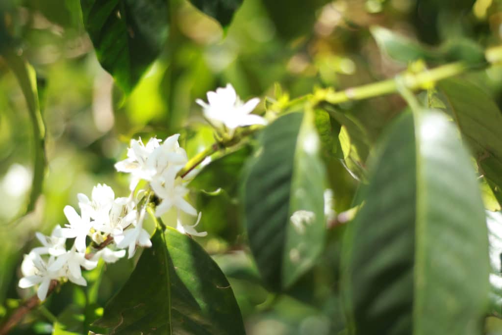 Cafés Di Santo Nicola